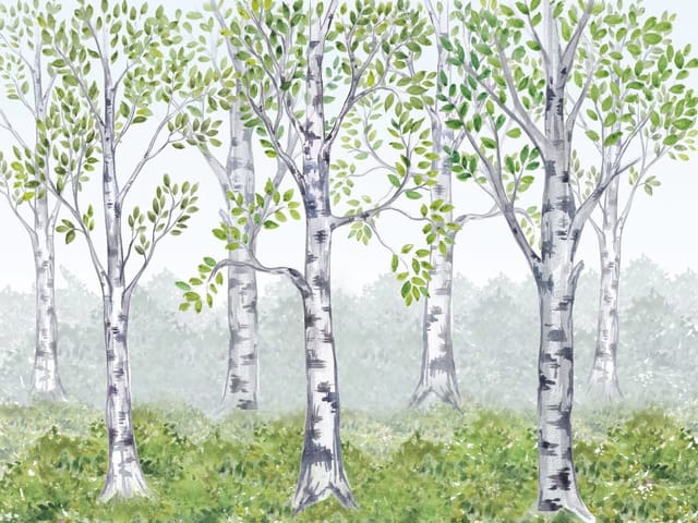 Fototapeta z brzozami i zielonymi liśćmi na tle mglistego lasu