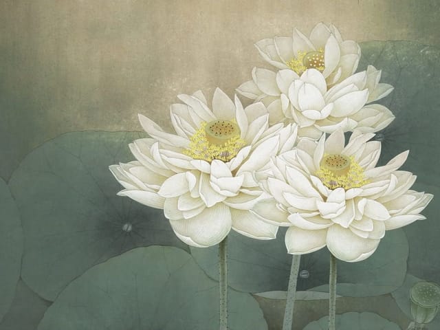 Fototapeta przedstawiająca białe kwiaty lotosu na tle zielonych liści