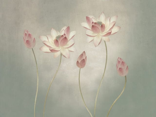 Fototapeta z kwiatami lotosu na długich łodygach, trzy rozkwitłe kwiaty i dwa pąki