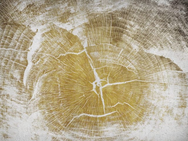 Fototapeta Przekrój Pnia z Sękami (kod: 25747) Fototapeta z przekrojem pnia drzewa, widoczne słoje i sęki, naturalna tekstura