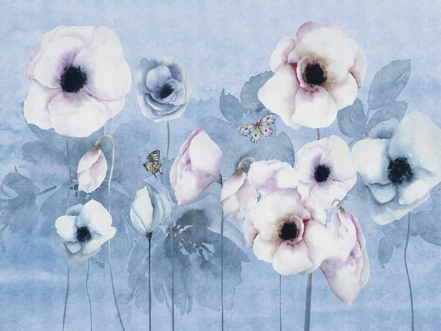 Fototapeta Maki na niebieskim tle (kod: 25753) Fototapeta z dużymi kwiatami maków w odcieniach bieli i różu na niebieskim tle