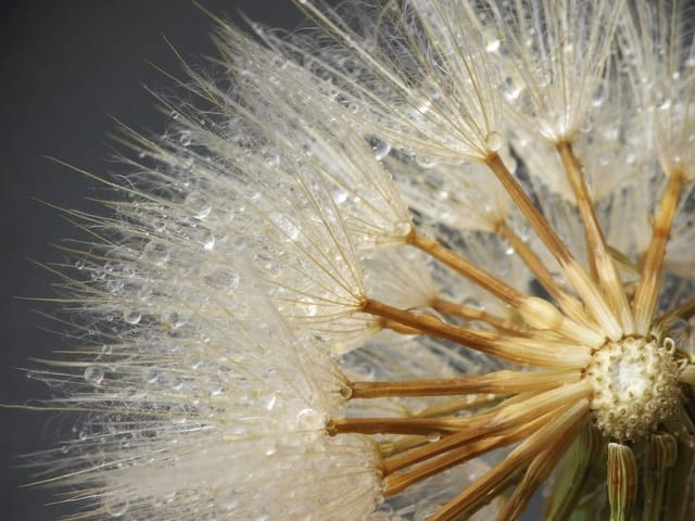 Fototapeta zbliżenie dmuchawca z kroplami wody na szarym tle