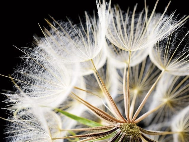 Fototapeta z dmuchawcami na ciemnym tle, z delikatnymi białymi włóknami