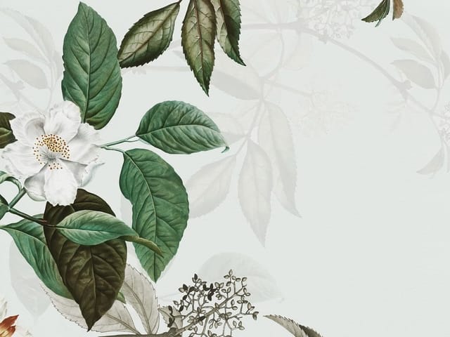 Fototapeta z białymi kwiatami i dużymi zielonymi liśćmi na jasnym tle