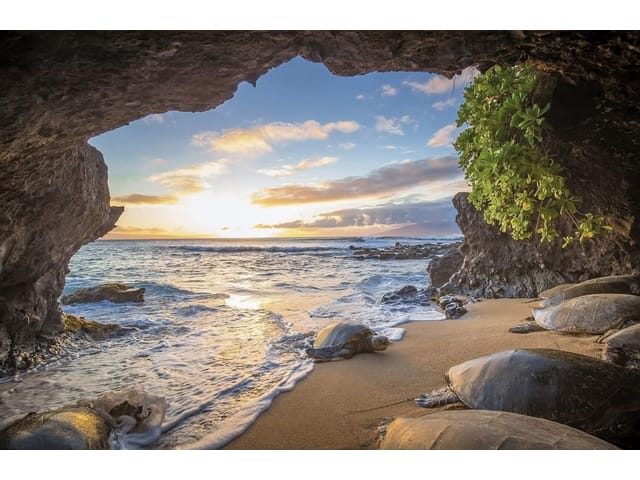 Fototapeta Plaża z żółwiami i oceanem (kod: 25821) Fototapeta Plaża z żółwiami i oceanem
