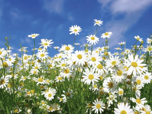 Fototapeta z polem kwitnących stokrotek i niebieskim niebem