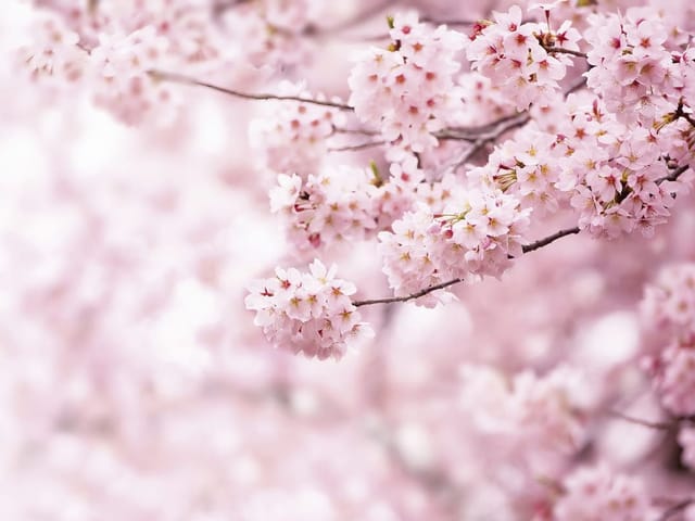 Fototapeta z gałęzią sakury i delikatnymi różowymi kwiatami na rozmytym tle