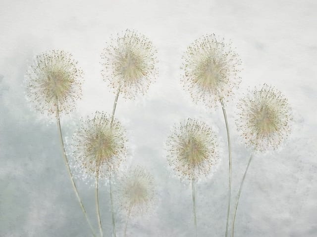 Fototapeta z siedmioma dmuchawcami na jasnym tle z delikatnymi łodygami