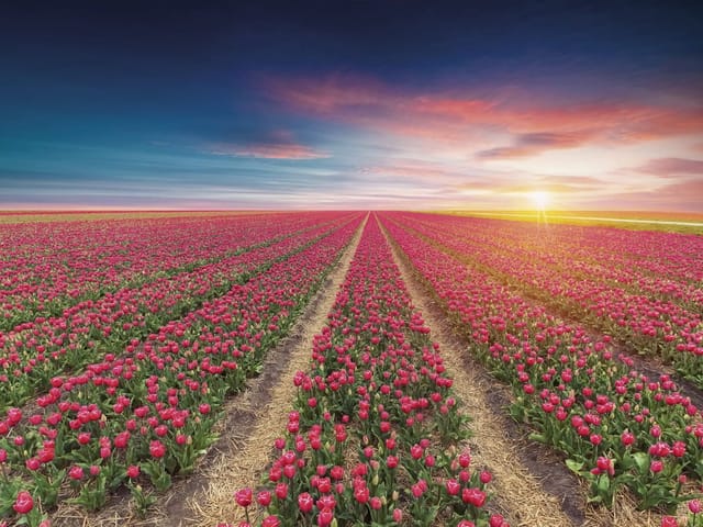 Fototapeta z polem czerwonych tulipanów i wschodzącym słońcem