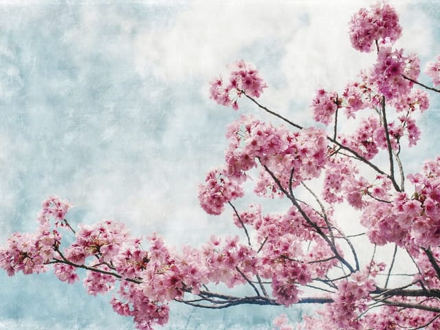 Fototapeta z gałęziami drzewa sakury i różowymi kwiatami na tle jasnego nieba