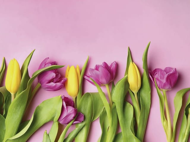 Fototapeta z żółtymi i fioletowymi tulipanami na różowym tle
