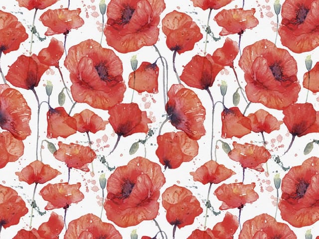 Fototapeta z czerwonymi makami na białym tle z zielonymi łodygami