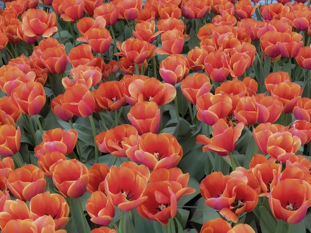 Fototapeta z polem czerwonych tulipanów w pełnym rozkwicie