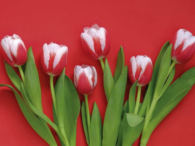 Fototapeta z czerwono-białymi tulipanami na czerwonym tle