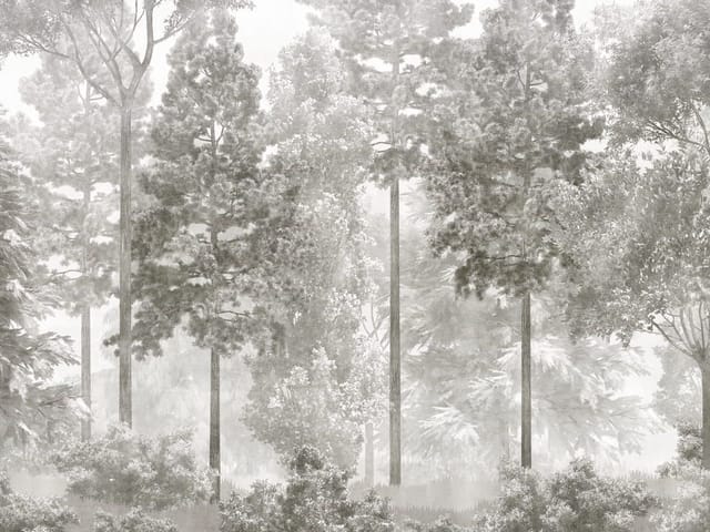 Fototapeta przedstawiająca wysokie drzewa w lesie z mgłą i krzewami