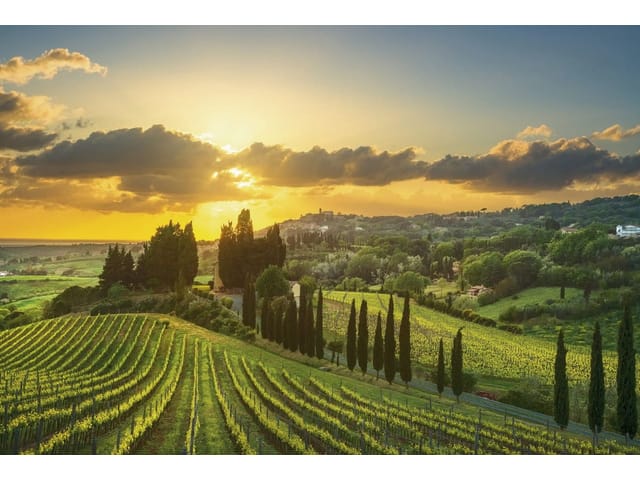 Fototapeta Winnica i cyprysy o zachodzie słońca (kod: 26095) Fototapeta Winnica i cyprysy o zachodzie słońca