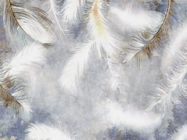 Fototapeta Delikatne białe pióra na tle (kod: 26108) Fototapeta z delikatnymi białymi piórami na jasnym, rozmytym tle z niebieskimi i złocistymi akcentami