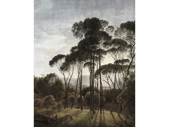 Fototapeta z wysokimi drzewami na polanie, lasy i niebo z chmurami