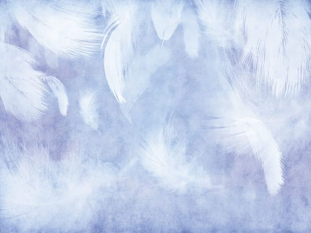 Fototapeta Białe pióra na niebieskim tle (kod: 26220) Fototapeta z dużymi białymi piórami na jasnoniebieskim tle