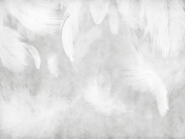 Fototapeta z dużymi białymi piórami na subtelnie szarym tle