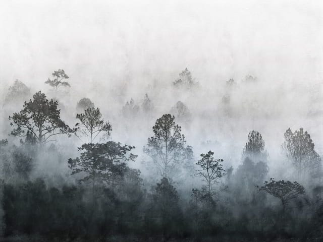 Fototapeta przedstawiająca drzewa we mgle, tworząca tajemniczy nastrój lasu