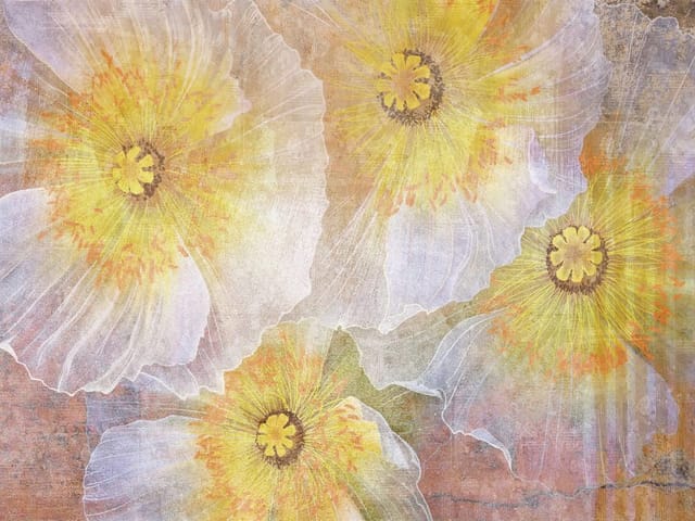 Fototapeta z makami o przezroczystych płatkach i żółtych środkach