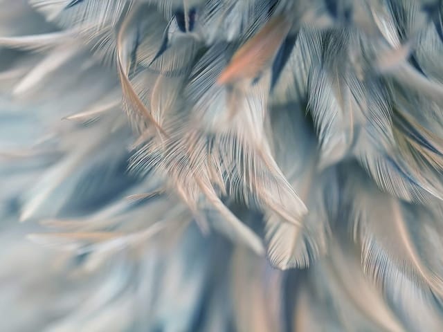 Fototapeta z delikatnymi piórami w pastelowych kolorach na rozmytym tle