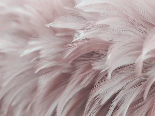 Fototapeta z różowymi piórami w zbliżeniu, delikatna tekstura i rozmyte tło