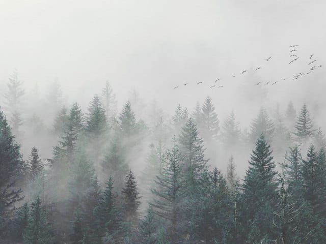 Fototapeta przedstawiająca las iglasty w gęstej mgle z ciemnymi sylwetkami drzew