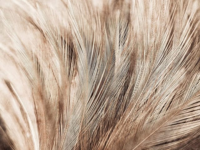 Fototapeta przedstawiająca zbliżenie na delikatne pióra w beżowych odcieniach