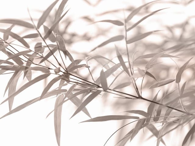 Fototapeta z gałązkami bambusa i delikatnymi liśćmi na rozmytym tle.
