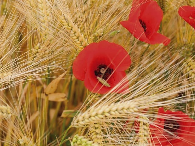 Fototapeta Czerwone maki w złotym zbożu (mpn: 2632) Fototapeta z czerwonymi makami wśród złotych kłosów zboża