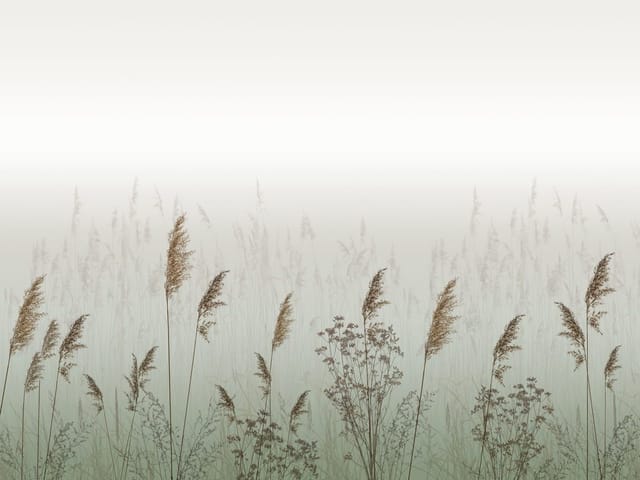 Fototapeta z polnymi trawami na tle delikatnej mgły