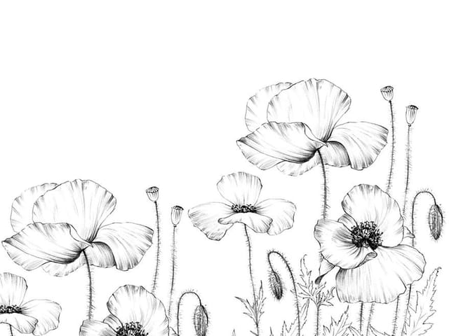 Fototapeta z czarno-białymi makami na smukłych łodygach z pąkami