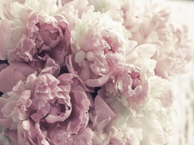 Fototapeta Bukiet Różowych Piwonii (kod: 26428) Fototapeta z bukietem różowych piwonii na jasnym tle