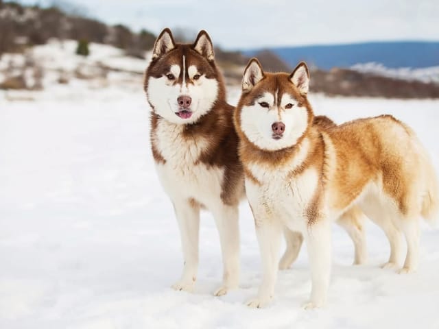 Fototapeta z dwoma psami rasy husky na śniegu z rozmytymi wzgórzami w tle