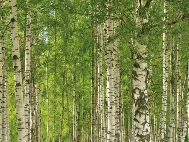 Fototapeta przedstawiająca brzozowy las z wysokimi drzewami i światłem słonecznym