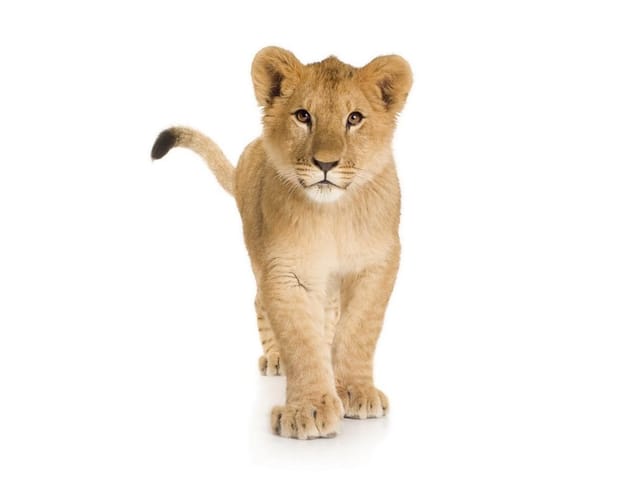 Fototapeta Młody lew na białym tle (kod: 2898) Fototapeta Młody lew na białym tle