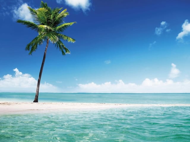 Fototapeta z palmą na piaszczystej plaży, turkusowe morze i błękitne niebo
