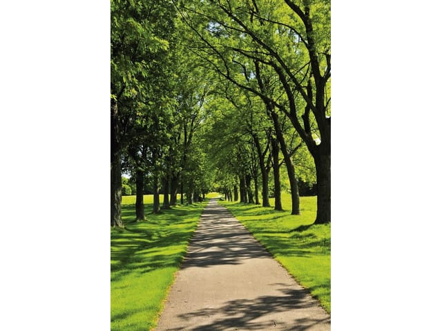 Fototapeta Ścieżka w lesie o świcie