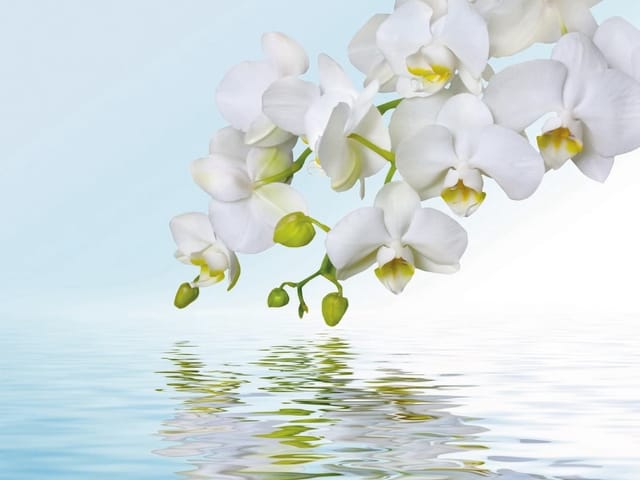 Fototapeta Białe orchidee nad spokojną wodą (mpn: 3013) Fototapeta z białymi orchideami nad wodą i niebieskim niebem
