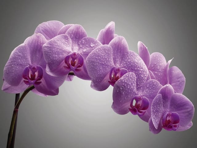 Fototapeta Fioletowe orchidee z kroplami wody (mpn: 3018) Fototapeta z fioletowymi orchideami pokrytymi kroplami wody na szarym tle