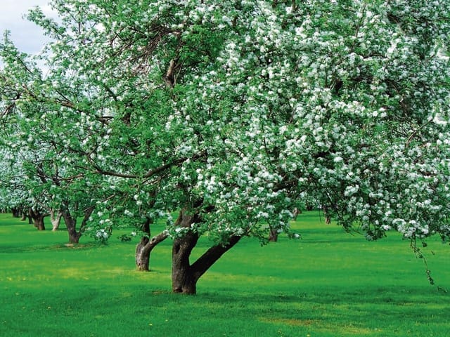 Fototapeta Kwitnące drzewo na łące