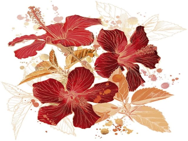 Fototapeta Czerwone Hibiskusy na Białym Tle (mpn: 310) Fototapeta z czerwonymi kwiatami hibiskusa i jasnymi liśćmi
