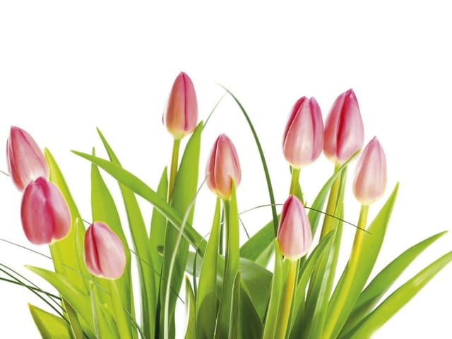 Fototapeta Różowe Tulipany na Białym Tle (mpn: 313) Fototapeta z różowymi tulipanami i zielonymi liśćmi na białym tle
