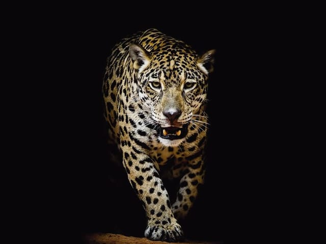 Fototapeta Jaguar w ciemności (mpn: 3187) Fototapeta z jaguarem na ciemnym tle, oświetlony zwierzę, ziemia pod łapami