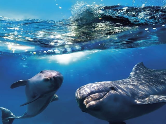 Fototapeta z dwoma delfinami pod wodą na tle błękitnego oceanu