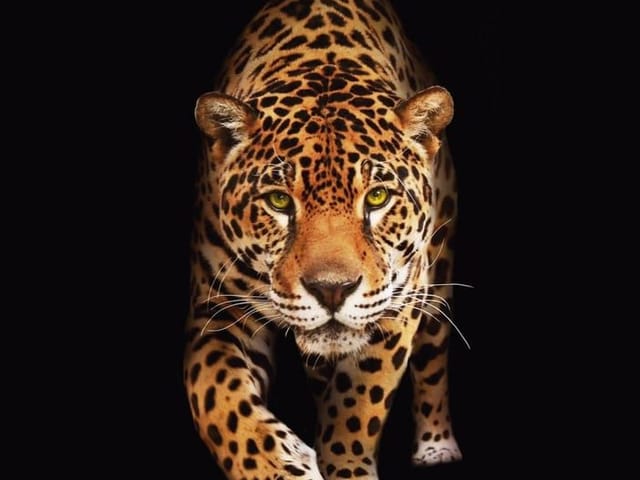 Fototapeta z leopardem w ruchu na czarnym tle, wyraziste cętki