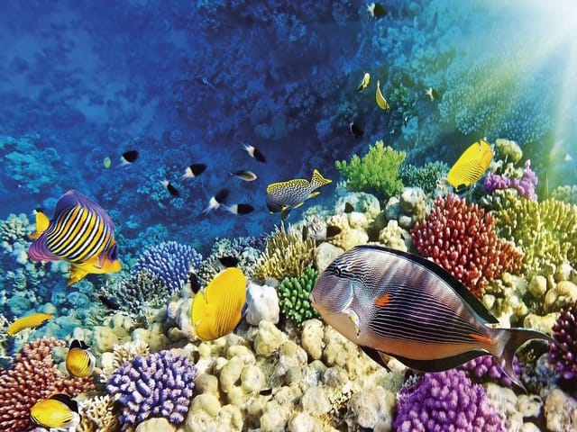 Fototapeta z kolorowymi rybami na tle rafy koralowej i błękitnego oceanu