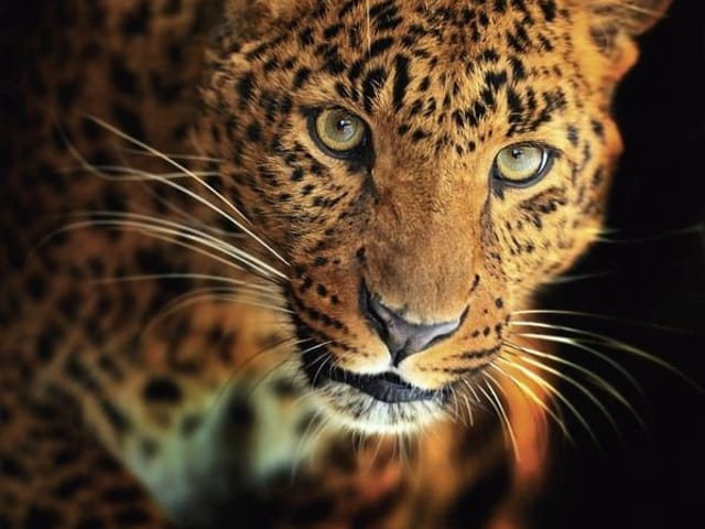 Fototapeta Leopard na ciemnym tle (mpn: 3304) Fototapeta z leopardem na ciemnym tle, wyraźne cętki i skupiony wzrok